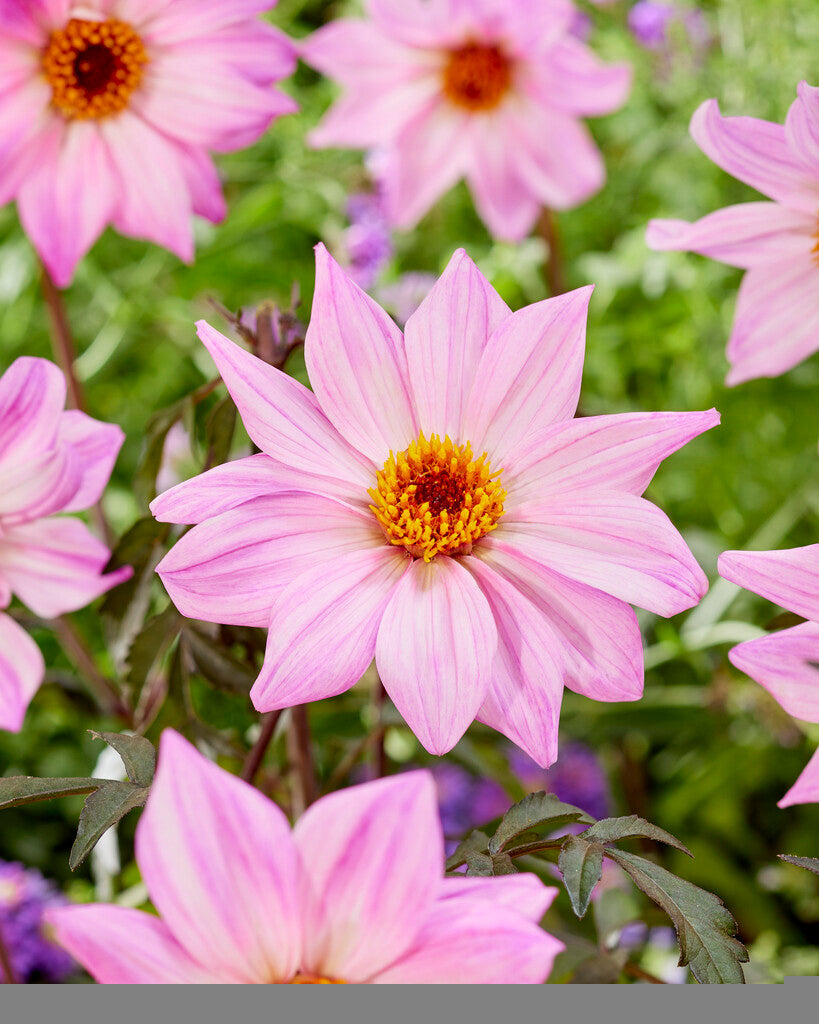 Dahlia Border Bishop of Leicester 1-pakning
